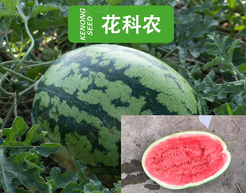 花科农_01.gif