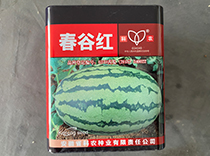 春谷红