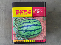 春谷荔枝