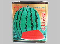 巨宝五号