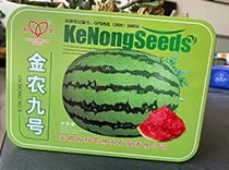 金农九号