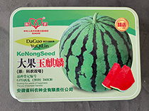 大果玉麒麟