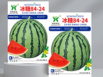冰糖84-24