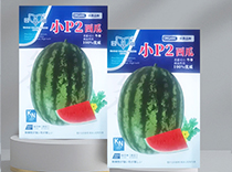 小P2