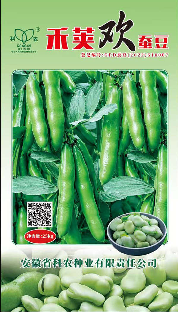 禾荚欢蚕豆 (2).jpg